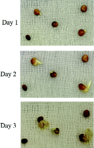 Control group 3-day radish seed germination timeline with regular tap water
